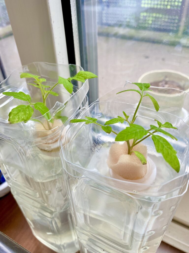ミニトマト水耕栽培 100均とペットボトルで簡単自作キット 支柱や肥料の使い方は 鈴木笑里の挑戦を求めて