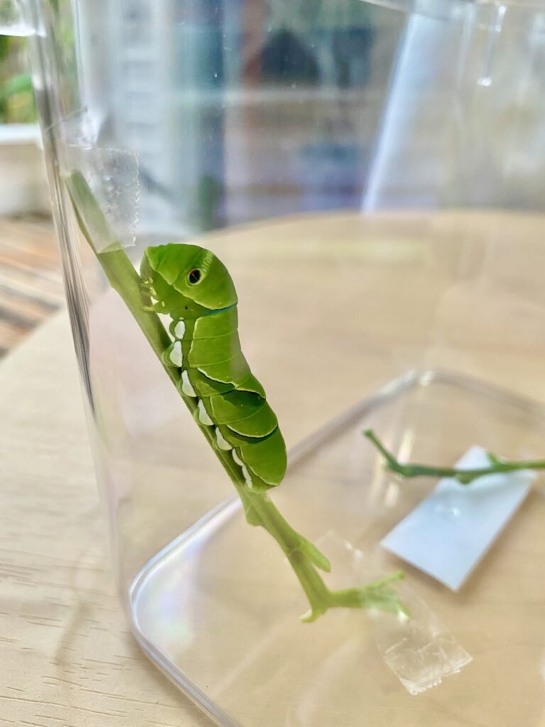 夏休みの自由研究 アゲハ蝶の幼虫の育て方を徹底解説 完全版 鈴木笑里の挑戦を求めて